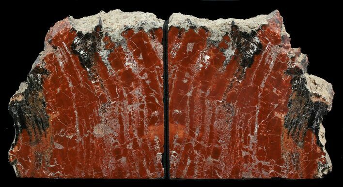 Tall Arizona Petrified Wood Bookends - Deep Red #45367